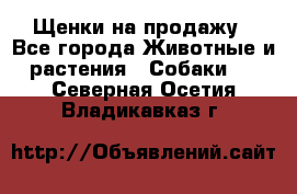 Щенки на продажу - Все города Животные и растения » Собаки   . Северная Осетия,Владикавказ г.